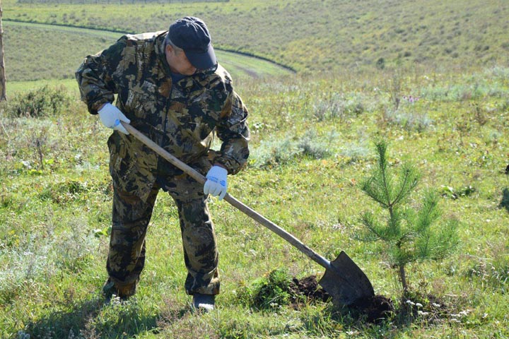 Имекскую поляну засадили соснами